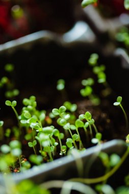 Genç microgreen alan