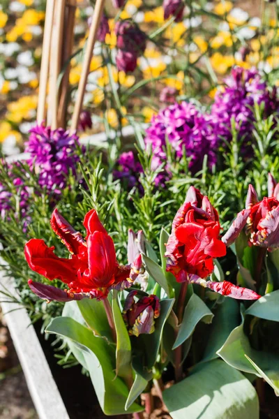 Kleurrijke Lentebloemen — Stockfoto