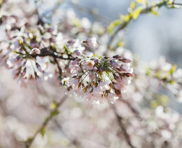 Kvetoucí jarní strom — Stock fotografie