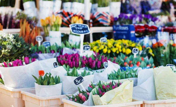 Frische Frühlingsblumen — Stockfoto