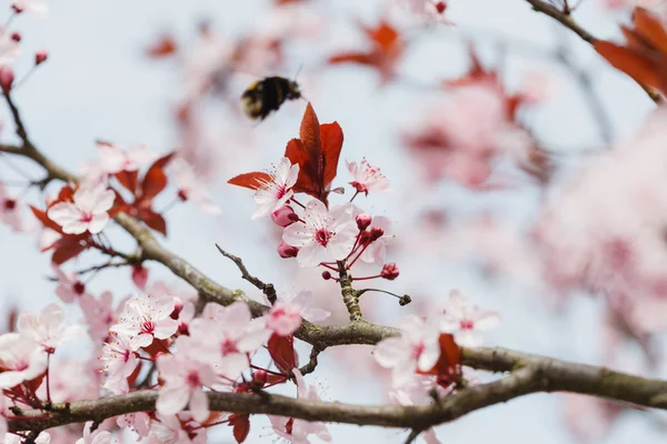 Arbre printanier en fleurs — Photo