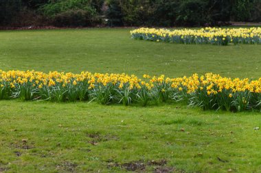 Güneşli bir günde bahar bahçesi
