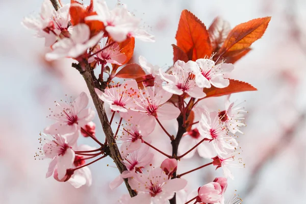 Arbre printanier en fleurs — Photo