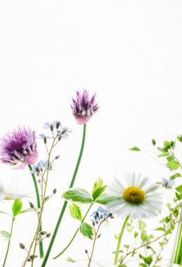 Taze yaz çiçekleri