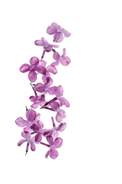 Flores lilás, isoladas — Fotografia de Stock