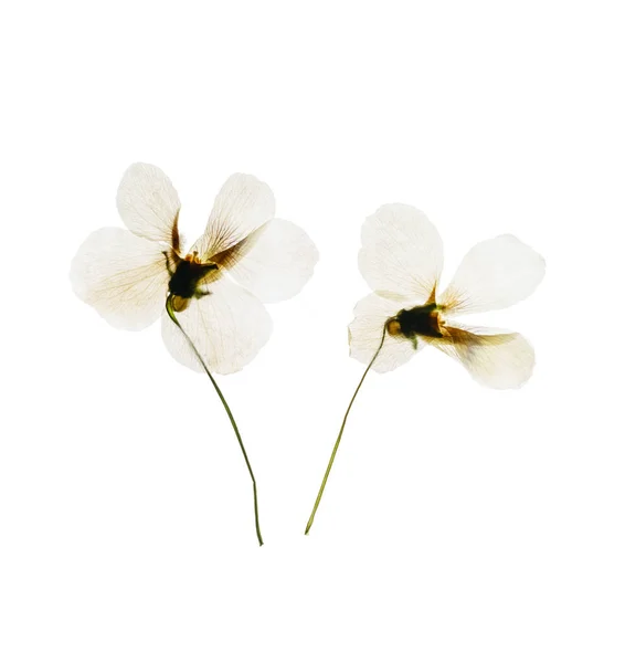 Twee witte bloemen — Stockfoto