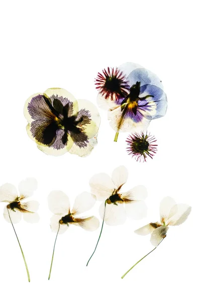 Patrón de flores secas — Foto de Stock