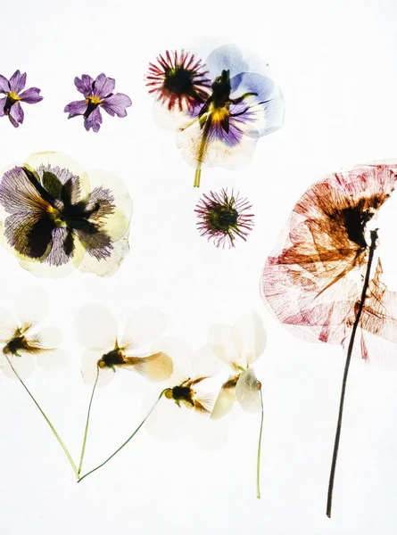 Modello di fiori secchi — Foto Stock
