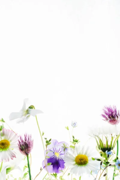Színes tavaszi virágok — Stock Fotó