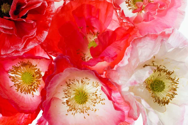 新鲜的罂粟花朵纹理 — 图库照片
