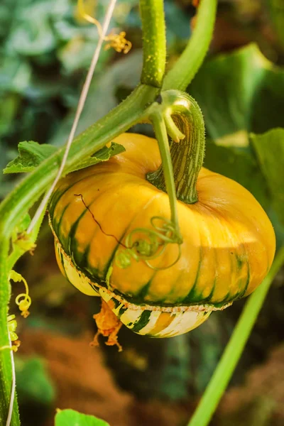 Decorative pumpkin in garden — Stock Photo, Image