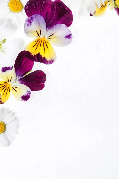 Flores de pérsia frescas — Fotografia de Stock