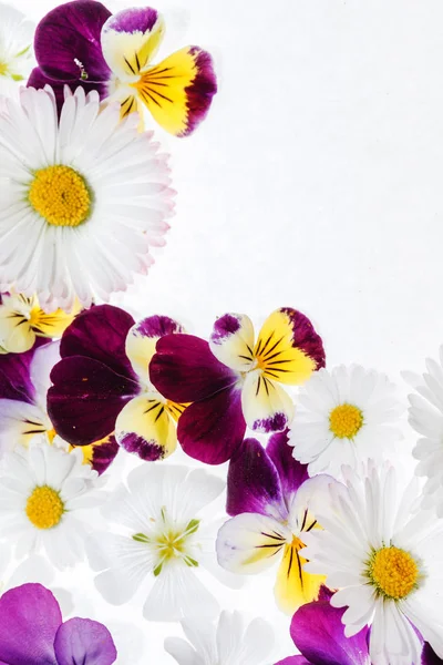 Fresh pansies flowers — Stock Photo, Image