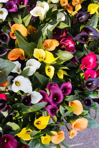 Kleurrijke calla bloemen — Stockfoto