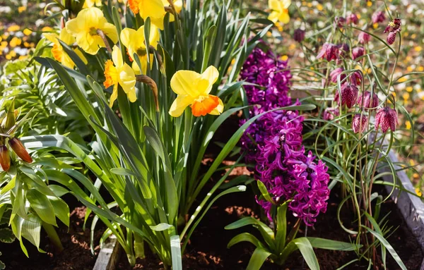 Színes tavaszi virágok — Stock Fotó