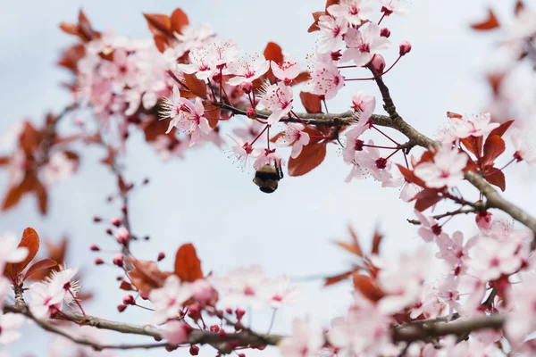 Arbre printanier en fleurs — Photo