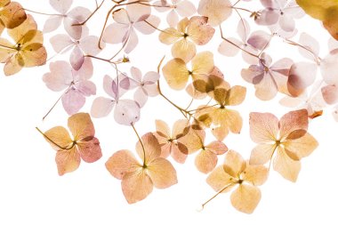 beyaz üzerine kuru ortanca 