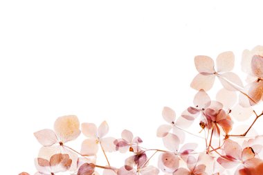 beyaz üzerine kuru ortanca 