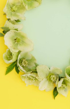 Yumuşak bahar çiçekleri