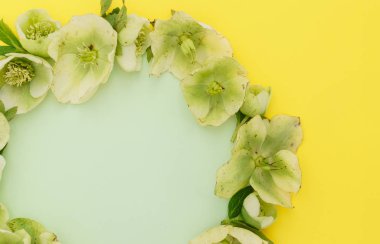 Yumuşak bahar çiçekleri