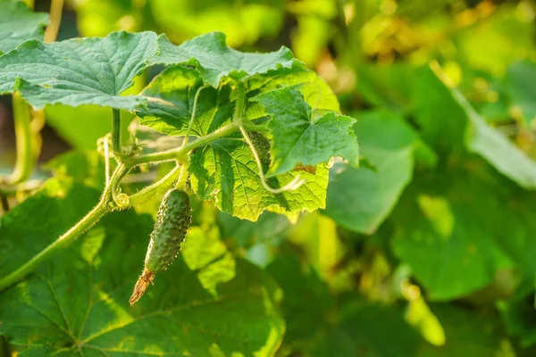 Concombres verts en croissance — Photo