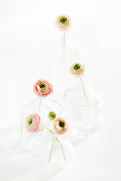 Czułe wiosenne kwiaty — Zdjęcie stockowe