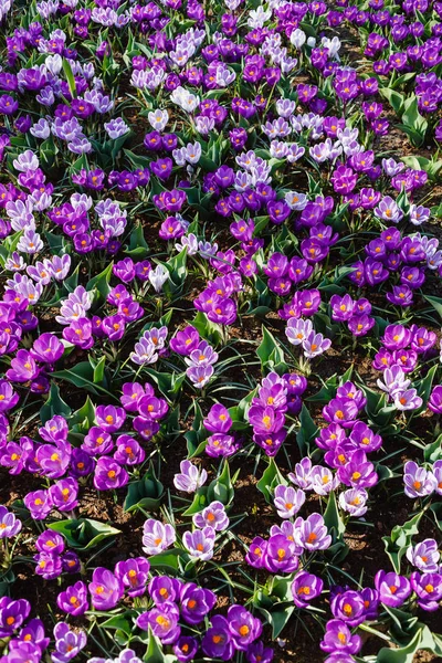 Kleurrijke verse crocus bloemen — Stockfoto