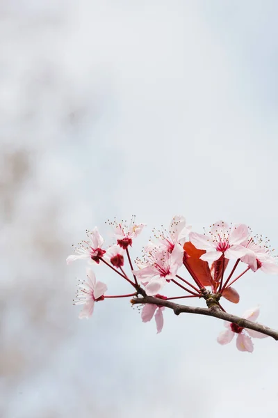 Blossoming spring tree — Stock Photo, Image