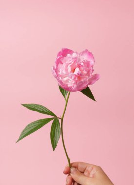 Elinde taze Şakayık