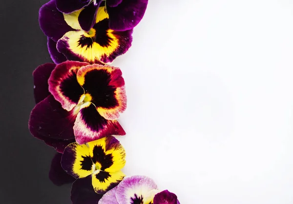 Πανσές, λουλούδια πλαίσιο — Φωτογραφία Αρχείου