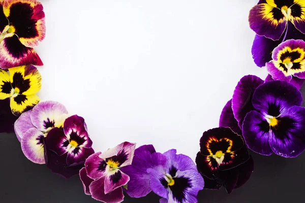 Pansy flowers frame — Stock Photo, Image