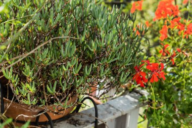 balkon çiçekleri tencere açık