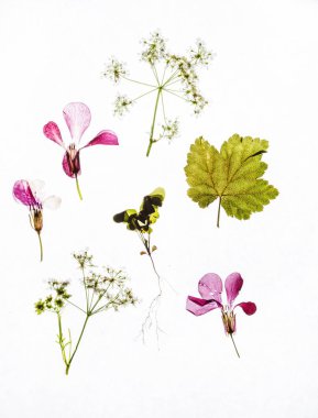 kuru çiçekler ve yapraklar