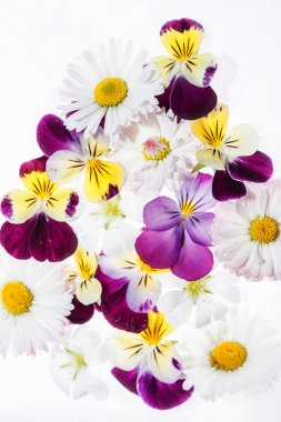 Taze Hercai Menekşe çiçek