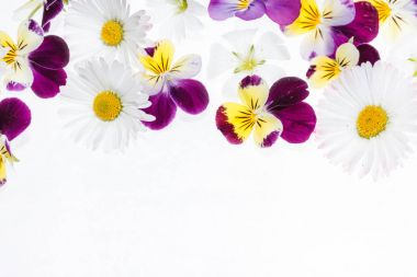 Taze Hercai Menekşe çiçek