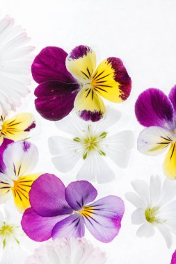 Taze Hercai Menekşe çiçek