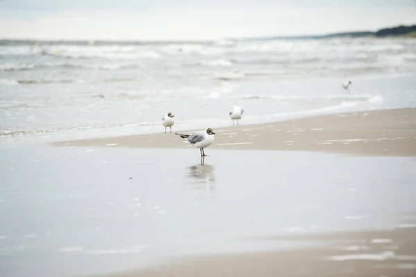 해변에서 있는 갈매기 — 스톡 사진