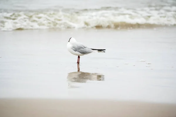 Möwe steht am Strand — Stockfoto