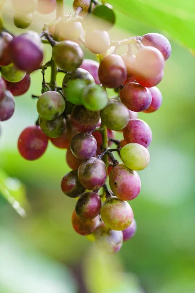 Red grapes growing — Stock Photo, Image