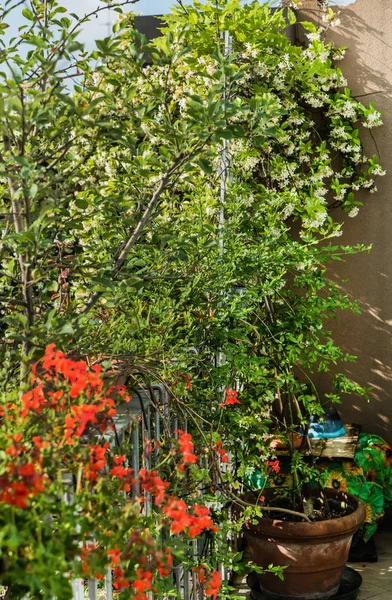 Balkong blommor krukor utomhus — Stockfoto