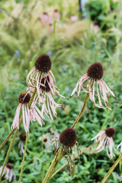 Echinacea virágok kert — Stock Fotó