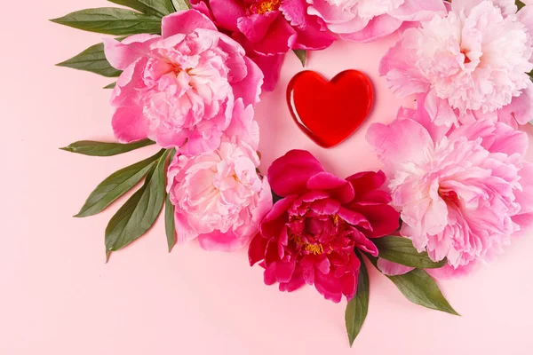 Peônias rosa agradáveis — Fotografia de Stock