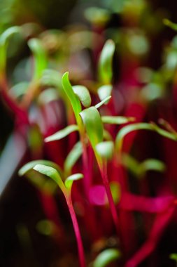 tencerede taze pancar 