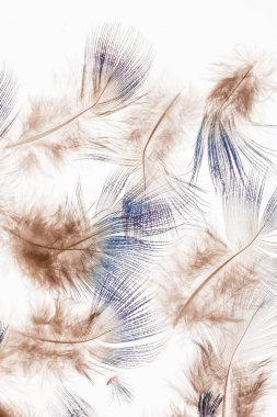 kuş tüyü arka plan