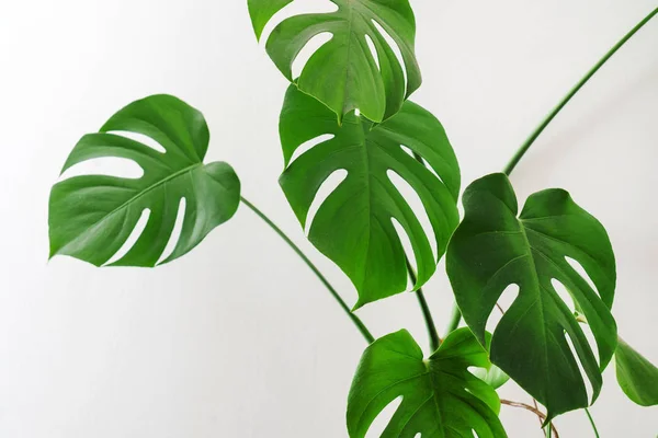 Monstera plant leaves — Stock Photo, Image