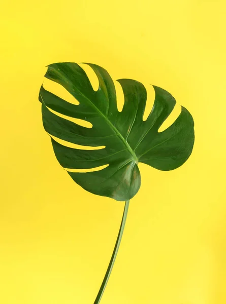 Green monstera leaf — Stock Photo, Image
