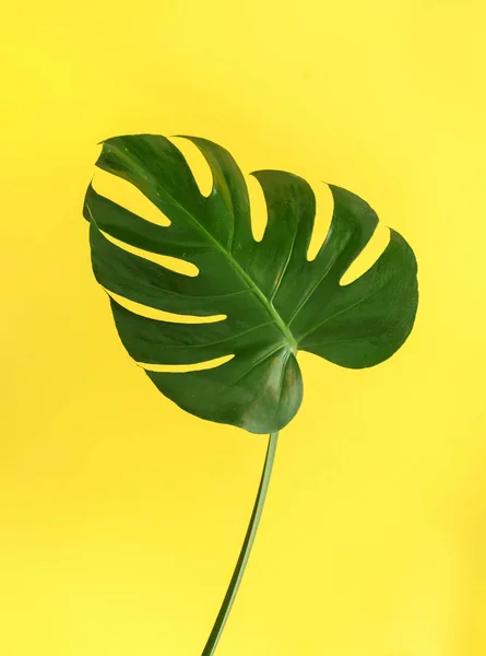 Monstera zielony liść — Zdjęcie stockowe