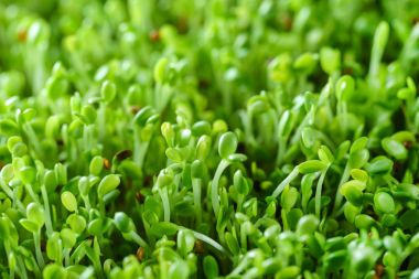Genç microgreen alan