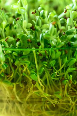 Genç microgreen alan