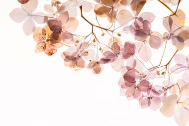 beyaz üzerine kuru ortanca 